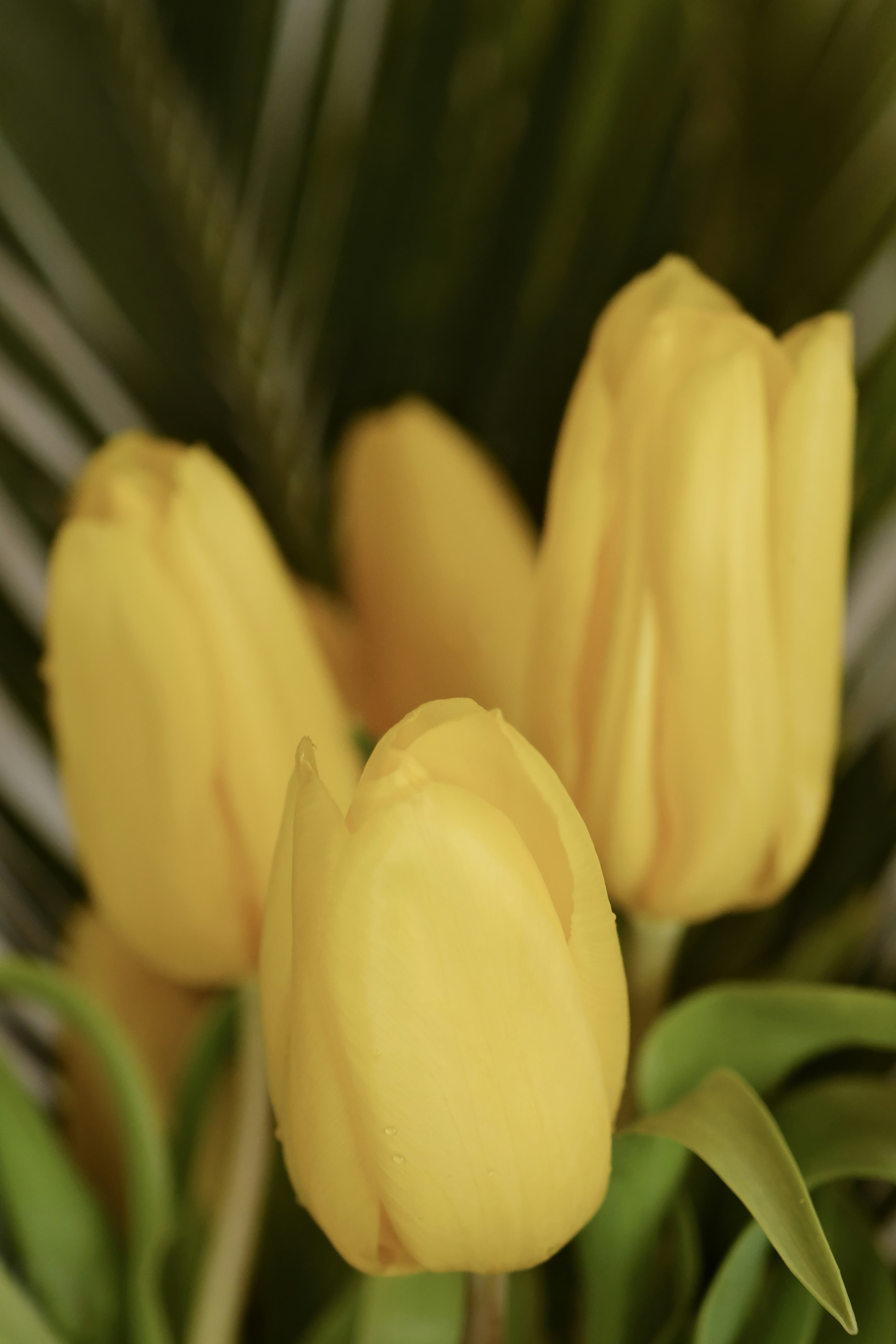 Sheikhah Belma Bajmak — flower portrait