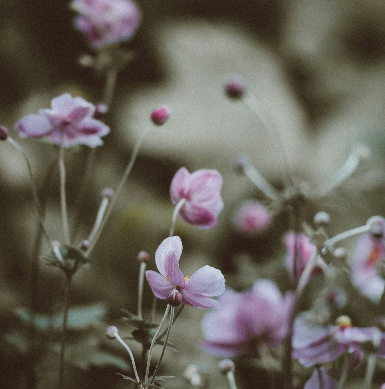 Ustadha Dzafirah Hasnul Hadi — flower portrait