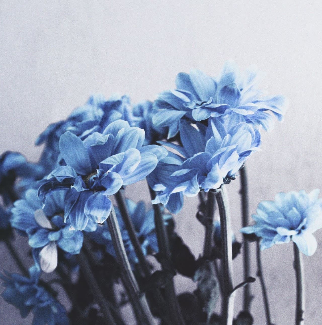 Ustadha Miriam Mohammad — flower portrait